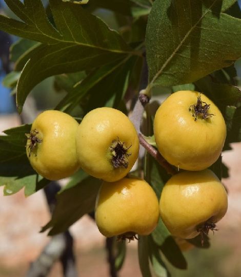 Azzeruolo giallo